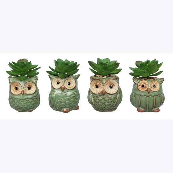 owl succulent Mini Owl Succulent A