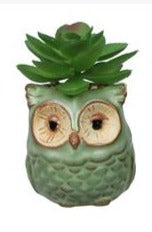 Mini Owl Succulent
