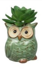 Mini Owl Succulent