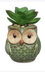 owl succulent Mini Owl Succulent A