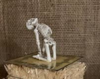 Miniature Yoga Skeleton