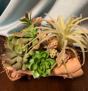 succulent grape Grape Wood Succulent Floral