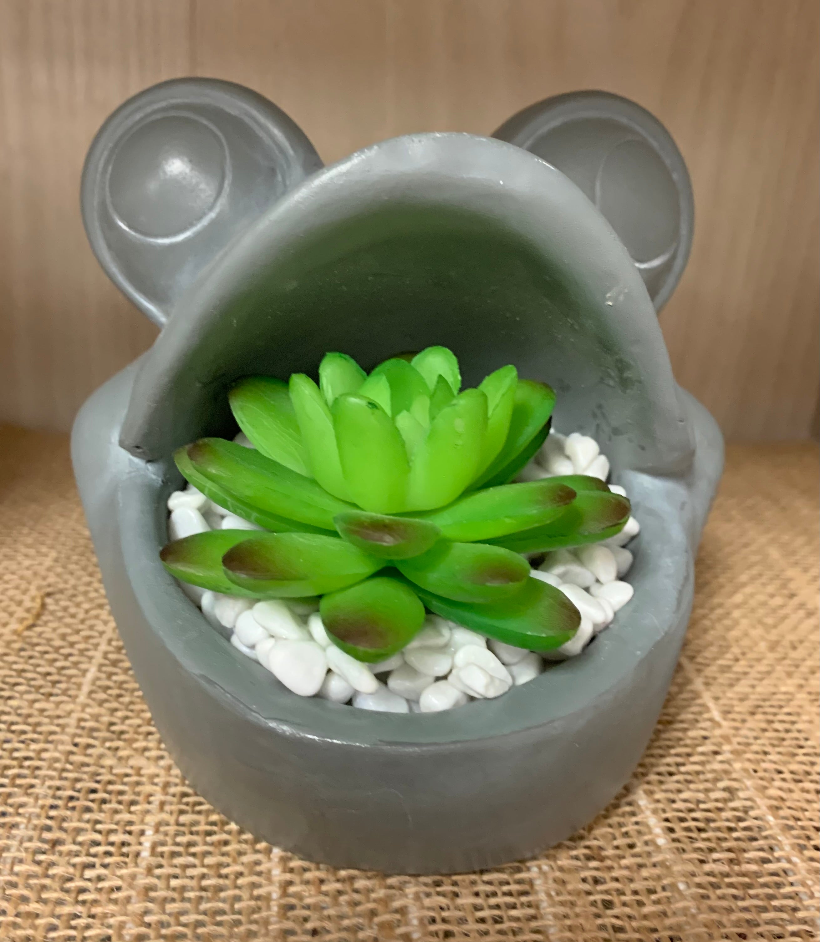 frog succulent Frog Succulent
