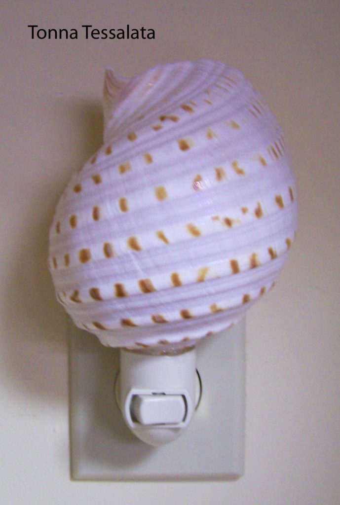 Tonna Shell Night Light