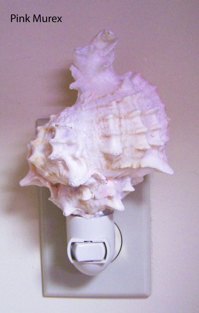 Murex Shell Night Light